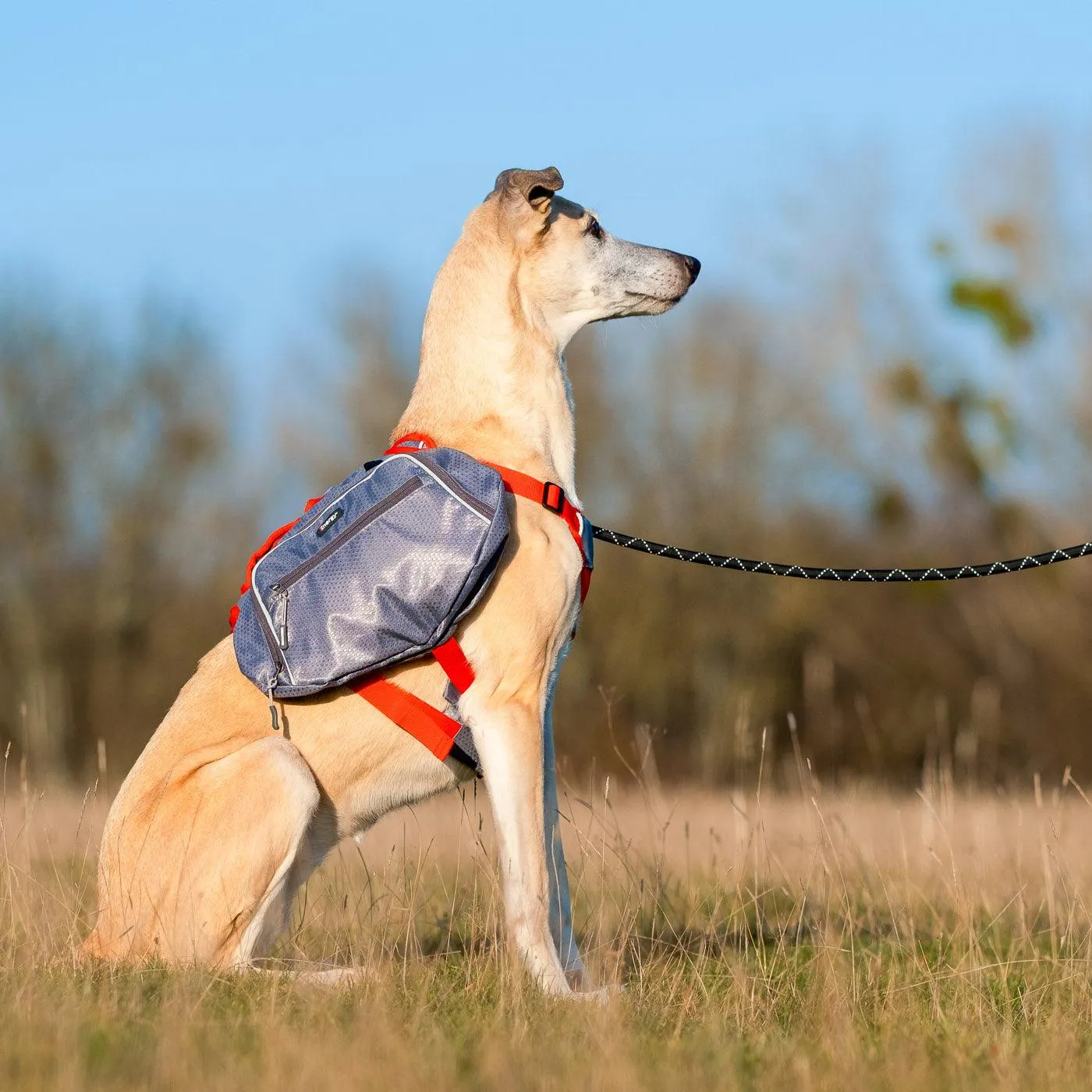 iEnergy MAE Dog Backpack: 2-in-1 Harness and Removable Pack